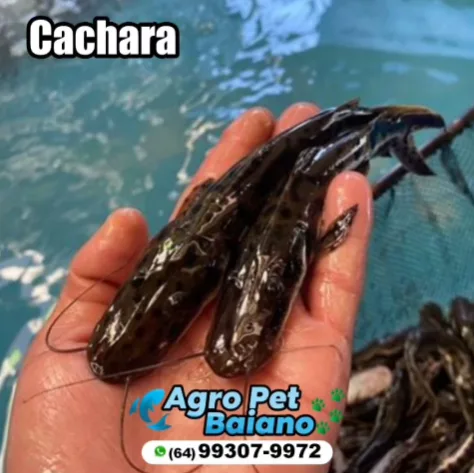 Alevinos de cachara nas mãos do criador