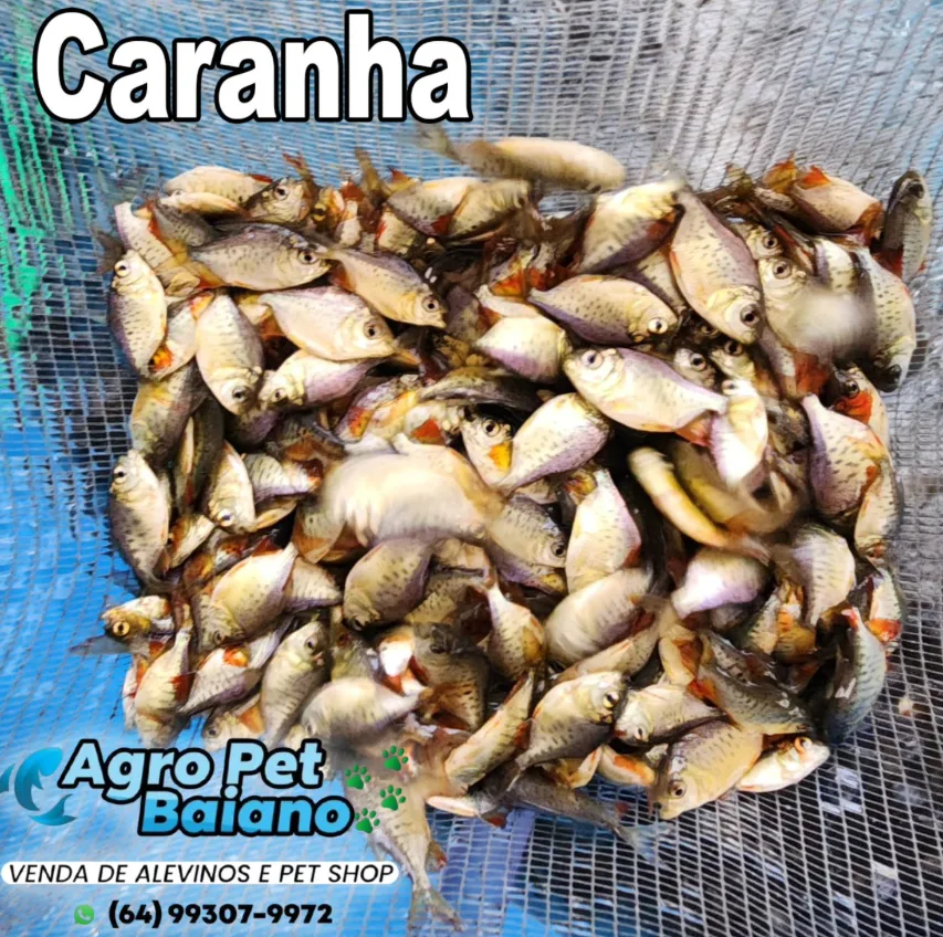 Lote de alevinos de caranha