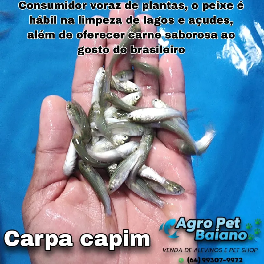 Alevinos de carpa capim