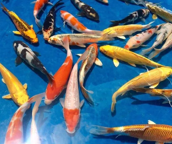 Carpas koi coloridas em tanque