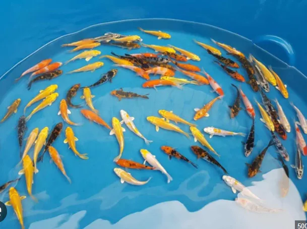 Tanque com várias carpas koi coloridas
