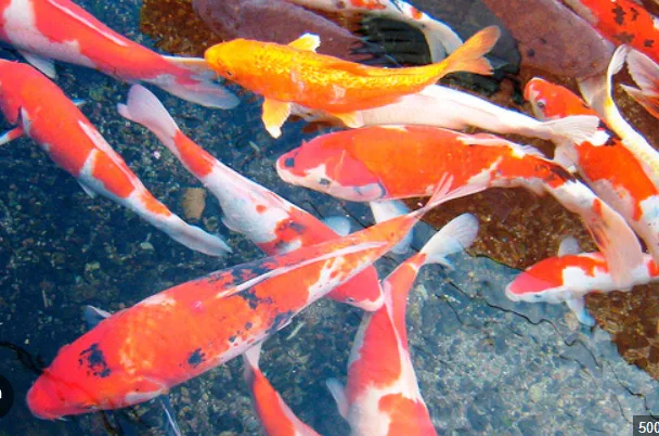 Carpas koi vermelhas e brancas em lago ornamental