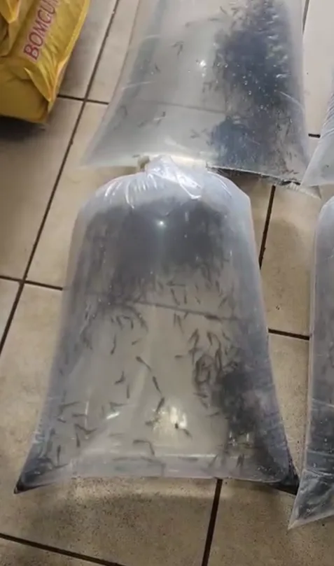 Sacos de alevinos embalados na loja, prontos para o cliente