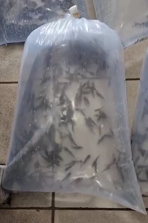 Saco transparente cheio de alevinos com oxigênio pronto para entrega