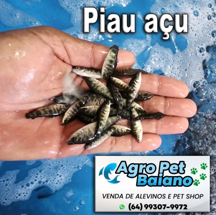 Alevinos de piau açu