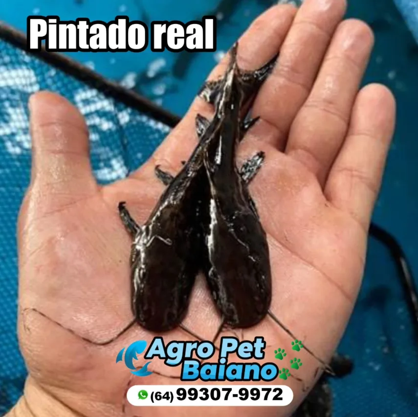 Alevinos de pintado real recém capturados