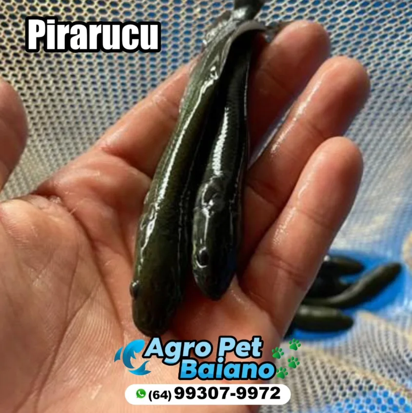 Alevinos de pirarucu