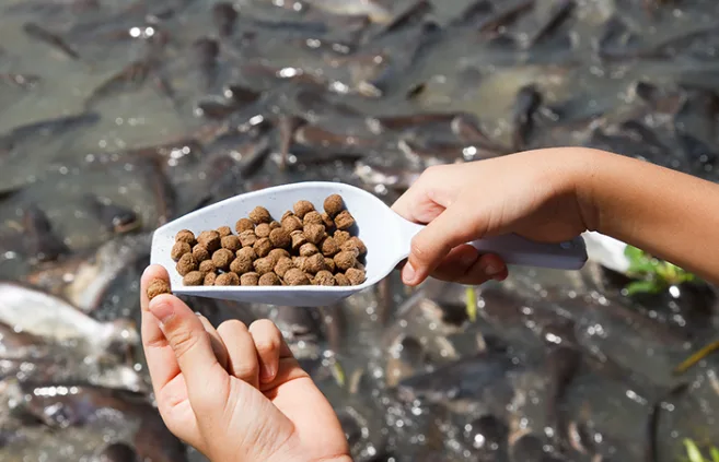 Pá com ração para peixes sendo distribuída em tanque cheio de peixes