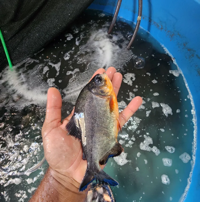 Peixe tambacu adulto sendo segurado pelo criador