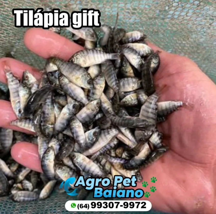 Mão segurando alevinos de tilápia gift criados pela Agro Pet Baiano