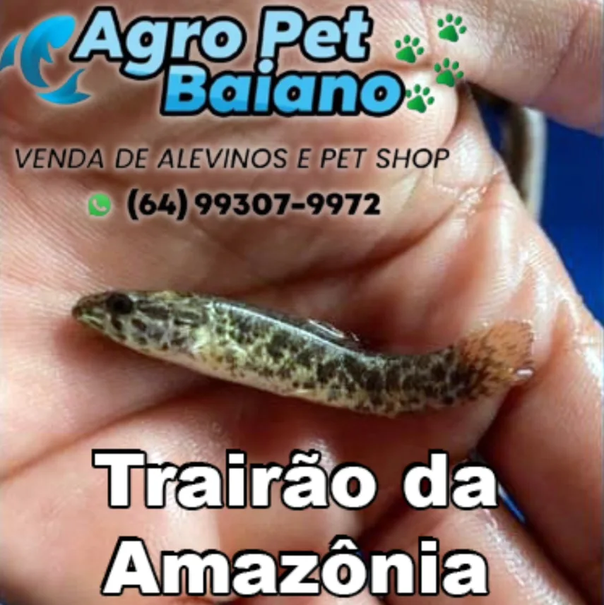 Trairão da Amazônia