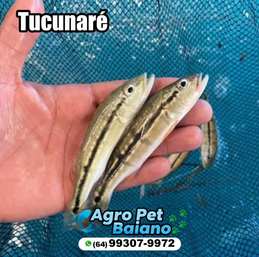 Alevinos de tucunaré